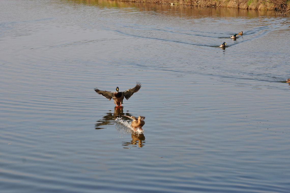 Ducks incoming for food 2 The race is on Anas platyrhynchos,Ducks,Mallard