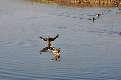 Ducks incoming for food 2 The race is on Anas platyrhynchos,Ducks,Mallard