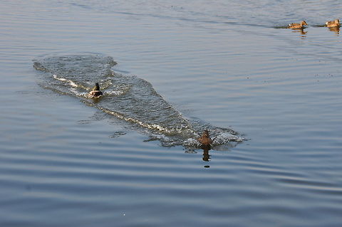 Ducks incoming for food 3 Several ducks rushing to land on the water for a serving of food. Anas platyrhynchos,Ducks,Mallard