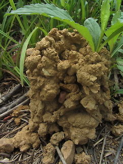 Unknown structure built by animal? structure ca. 15 cm high hollow tube. hole in ground beside it. Which animal made it? Geotagged,United States