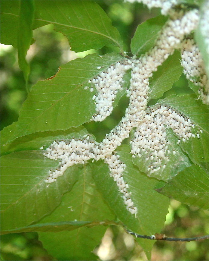 Woolly Aphids on American Beech Woolly Aphids on American Beach Aphids,Beech blight aphid,Grylloprociphilus imbricator,Wooly Aphids