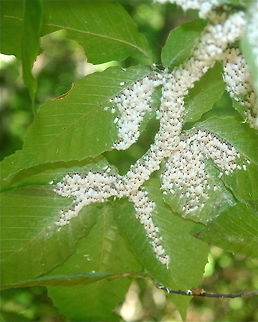 Woolly Aphids on American Beech Woolly Aphids on American Beach Aphids,Beech blight aphid,Grylloprociphilus imbricator,Wooly Aphids