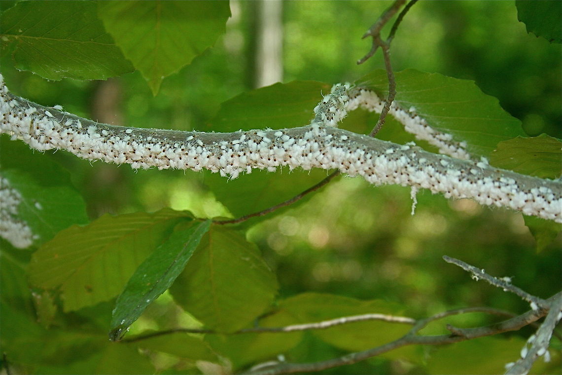 String of Wooly Aphids Woolly Aphids on American Beech Beech blight aphid,Grylloprociphilus imbricator