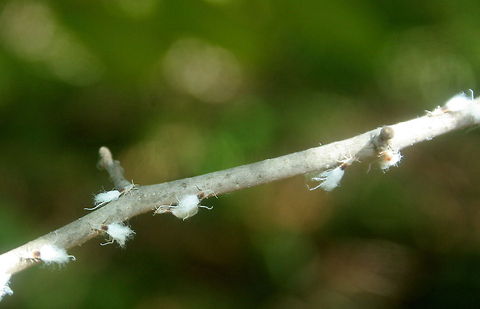 Wooly aphids closeup Woolly Aphids on American Beech Beech blight aphid,Grylloprociphilus imbricator
