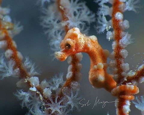 Pygmy seahorse  Denises pygmy seahorse,Geotagged,Hippocampus denise