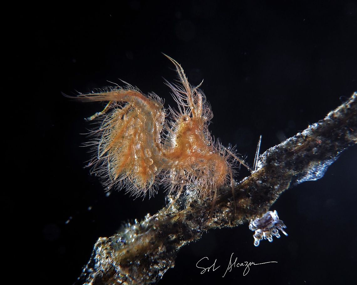 Algae or hairy shrimp Phycocaris simulans Hairy Shrimp,Phycocaris simulans