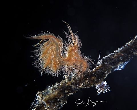 Algae or hairy shrimp Phycocaris simulans Hairy Shrimp,Phycocaris simulans