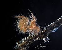 Algae or hairy shrimp Phycocaris simulans Hairy Shrimp,Phycocaris simulans
