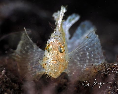 Rhinopias - Paddle flap This is juvenile, about 10mm, found in Bali, Indonesai     Bali,Fish,Paddle-flap scorpionfish,Rhinopias eschmeyeri,rhinopias