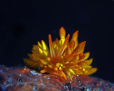 Phestilla melanobranchia  Bali,marine animals,marine life,nudibranch,sea slug