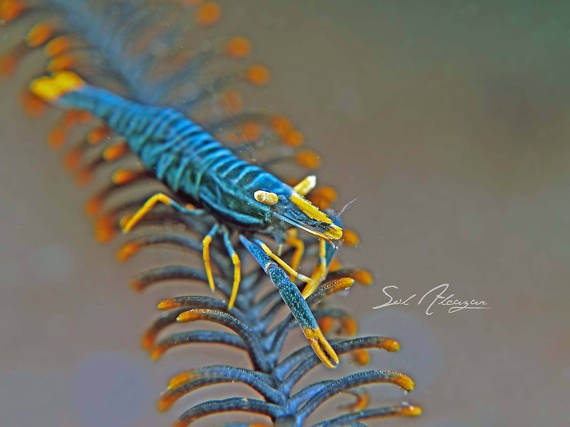 crinoid shrimp Found in Bali Laomenes amboinensis