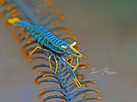 crinoid shrimp Found in Bali Laomenes amboinensis