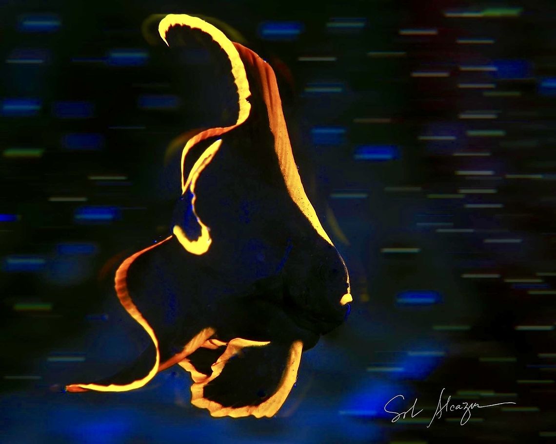 Platax pinnatus Juvenile batfish Bali,Fish,Pinnate batfish,Platax pinnatus,batfish,marine animals,marine life