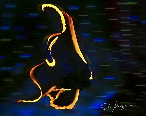 Platax pinnatus Juvenile batfish Bali,Fish,Pinnate batfish,Platax pinnatus,batfish,marine animals,marine life