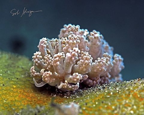 Phyllodesmium tuberculatum Found in Anilao, Philippines at depth of 4 meters, about 8mm        Anilao,Phyllodesmium tuberculatum,marine animals,marine life,nudibranch
