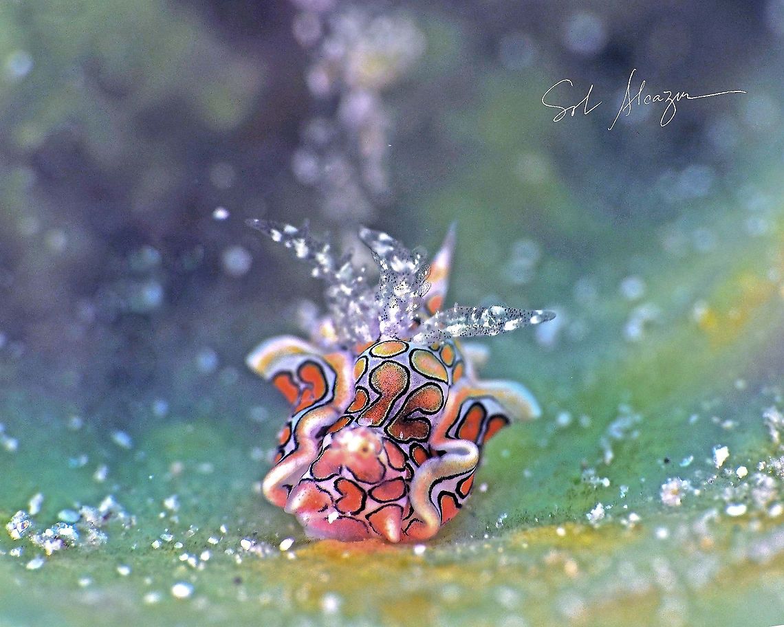Sagaminoptheron psychedelicum Sea slug found in Anilao, Philippines at 20 meters depth, size of 5mm           Anilao,Psychedelic Batwing Slug,Sagaminopteron psychedelicum,marine animals,marine life,sea slug