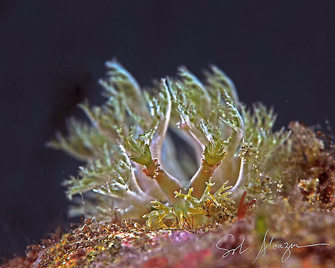 Marionia sp. Found in Anilao, about 3 meters, size of 8mm          Anilao,Nudibranch,Philippines