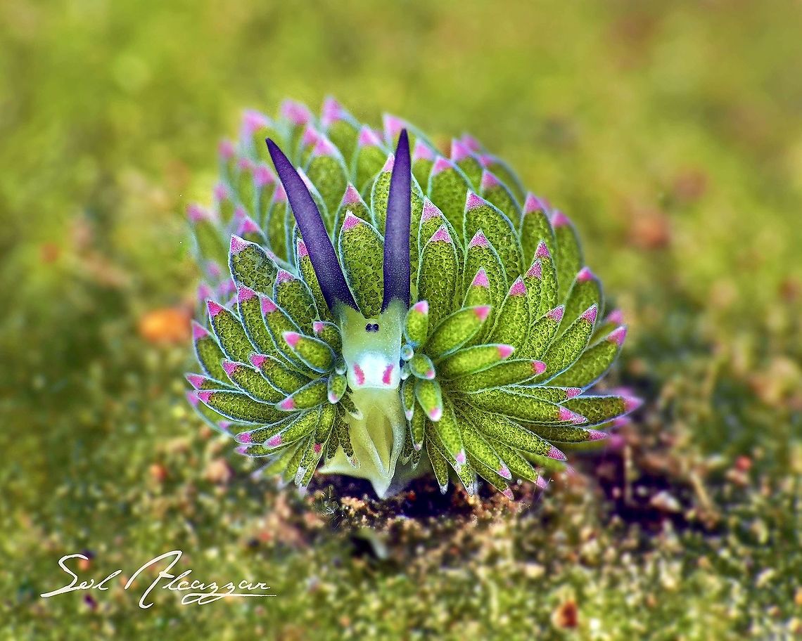 Costasiella sp Sea slug found in Bali, about 3mm depth of 20 meters