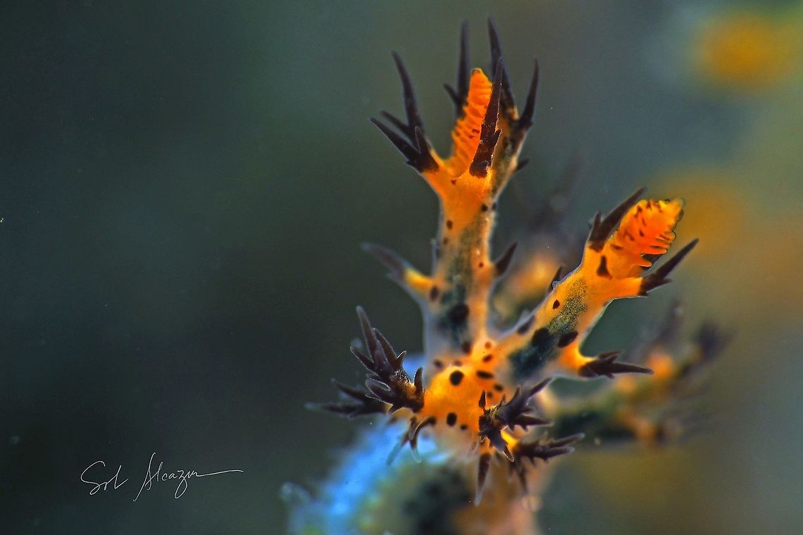 Sea slug dendronotus regius     Dendronotus regius