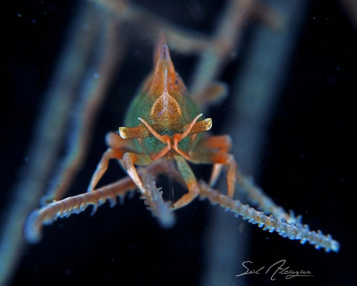 Dragon shrimp green Miropandalus hardingi Dragon Shrimp,Miropandalus hardingi