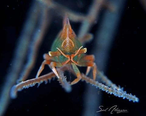 Dragon shrimp green Miropandalus hardingi Dragon Shrimp,Miropandalus hardingi