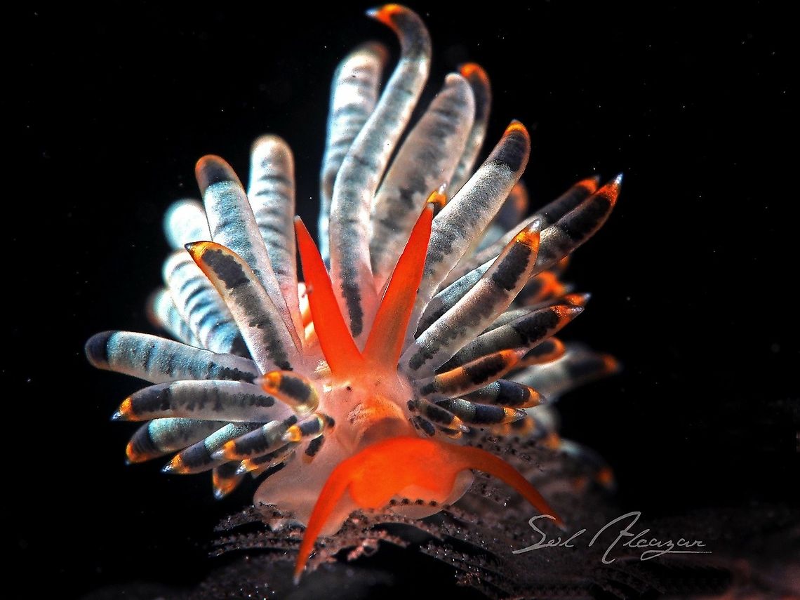 Trinchesia sp Nudibranch found in Tulamben, Bali, size is 8mm, depth of 20 meters Trinchesia sp.
