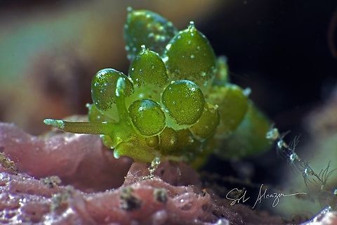 Stiliger smaragdinus Sea slug found in Tulamben, Bali. Size of 10mm, depth of 18 meters Stiliger smaragdinus