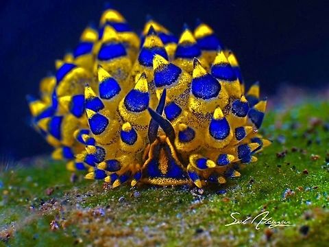 Costasiella sp. Found in Bali, about 4mm, depth of 19 meters  Costasiella,sea slug