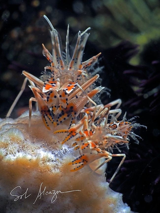 tiger shrimp (Phyllognatia ceratophthalmus) These usually comes in pair, found in Bali<br />
 Phyllognatia ceratophthalmus,Tiger shrimp