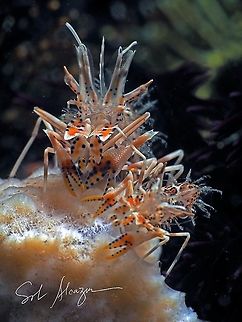 tiger shrimp (Phyllognatia ceratophthalmus) These usually comes in pair, found in Bali
 Phyllognatia ceratophthalmus,Tiger shrimp