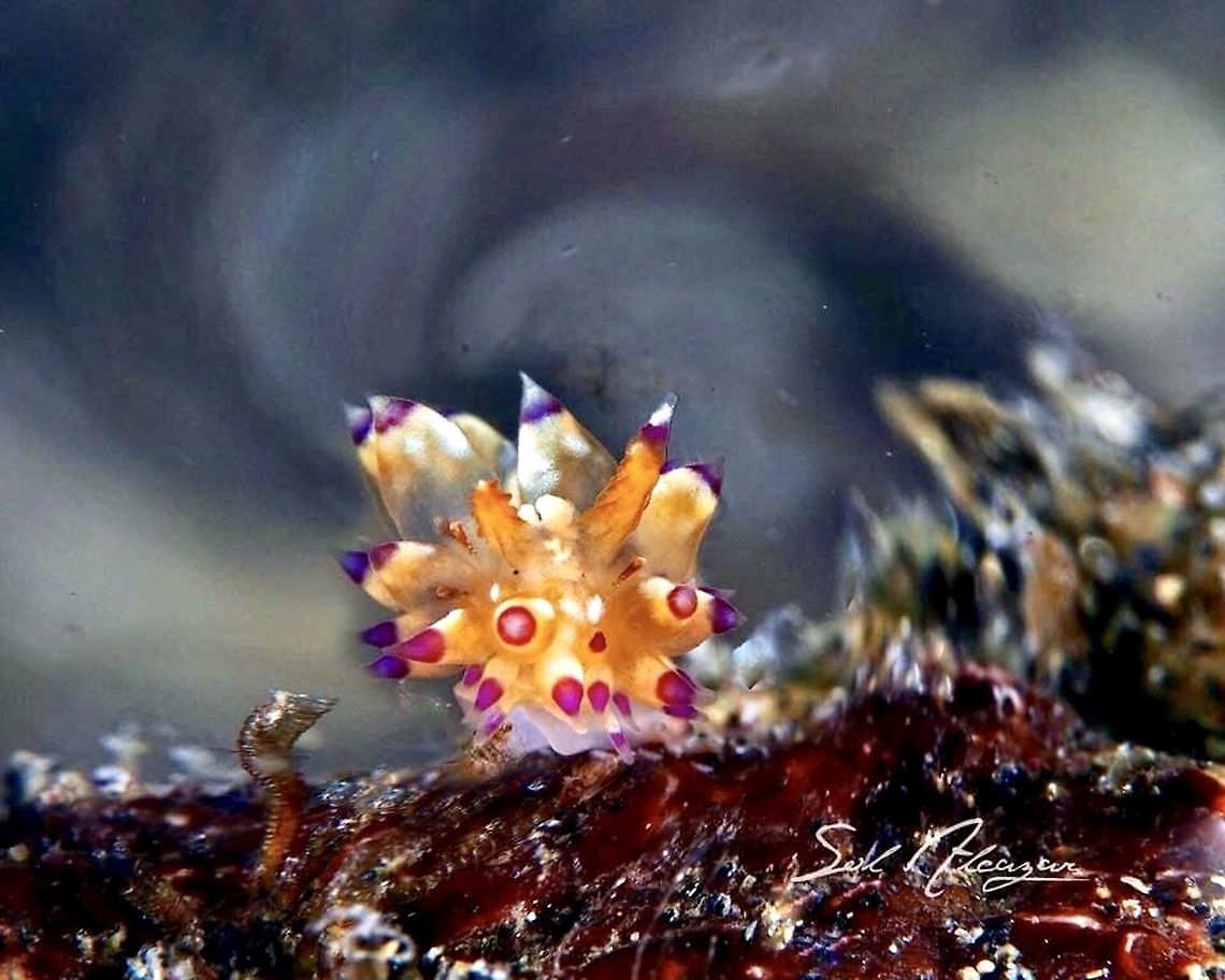 janolus sp. Nudibranch Janolus savinkini,Janolus sp.,Nudibranch Janolus sp.