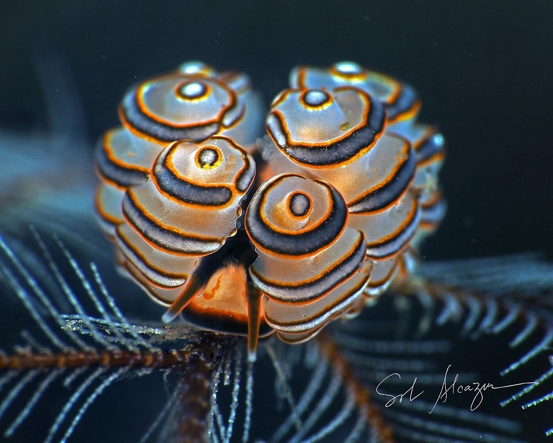 doto greenamyeri Its a nudibranch found in Bali, Indonesia. About 5mm, at depth of 20 meters Doto greenamyeri,Indonesia,nudibranch