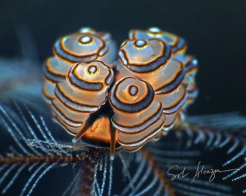 doto greenamyeri Its a nudibranch found in Bali, Indonesia. About 5mm, at depth of 20 meters Doto greenamyeri,Indonesia,nudibranch