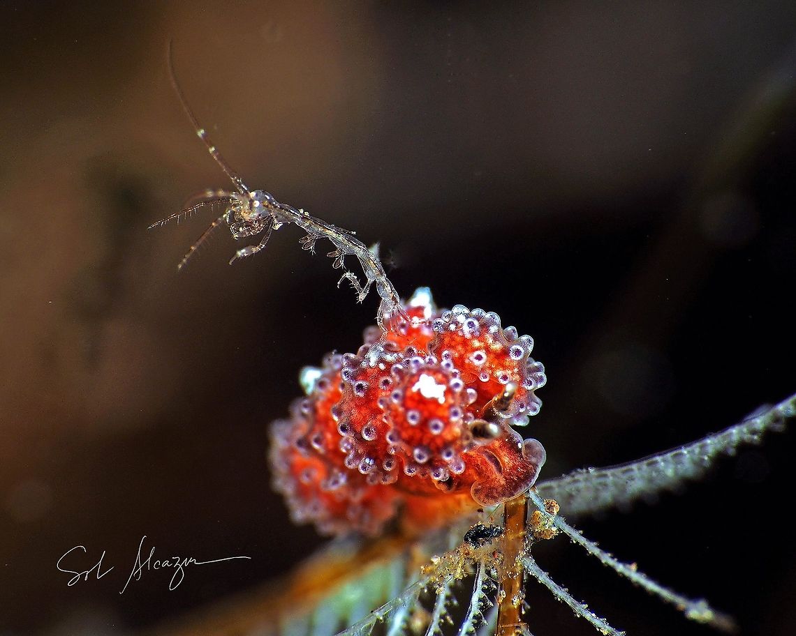 Doto sp. and skeleton shrimp  marine animals,marine life,nudibranch,skeleton shrimp