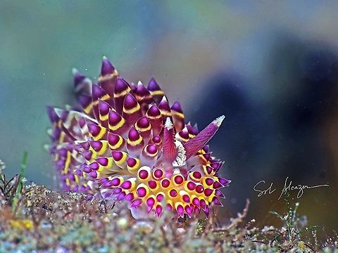 Janolus flavoanulatus Found in Bali, about 8mm, depth of 20 meters       Janolus flavoanulatus,marine animals,marine life,nudibranch