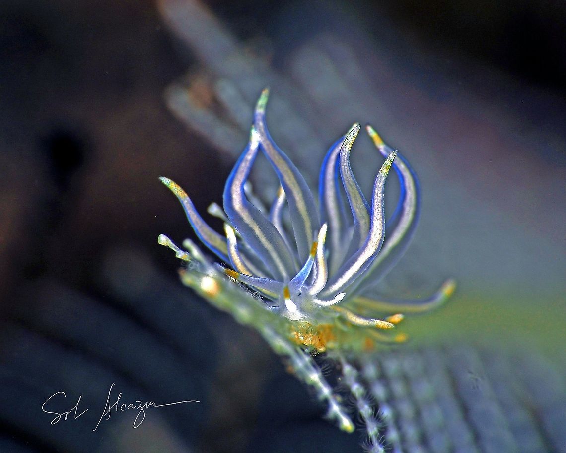 Trinchesia sp. found in Bali, about 6mm, 20 meters depth    Trinchesia sp.,marine animals,marine life,nudibranch