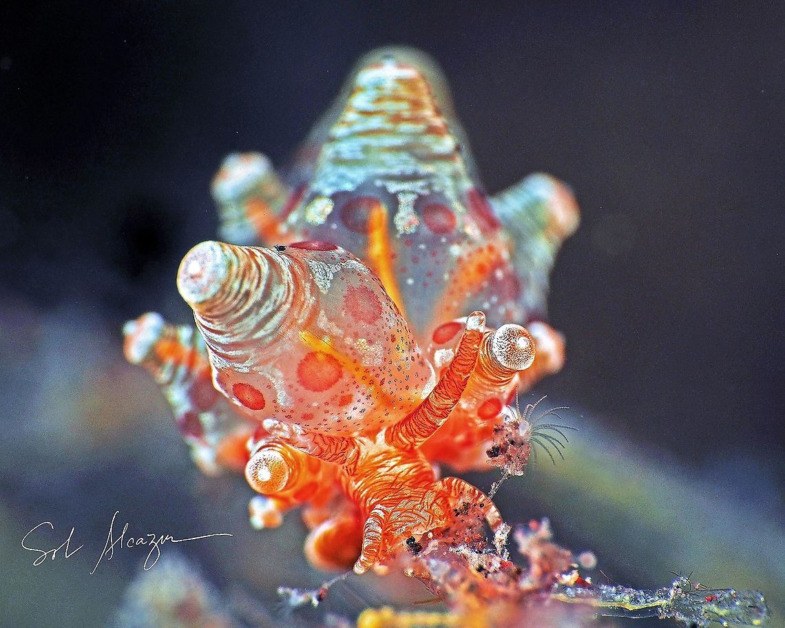 Eubranchus sp. About 6mm size, depth of 22 meters, Bali           Eubranchus,Eubranchus ocellatus,marine,marine animals,marine life,nudibranch