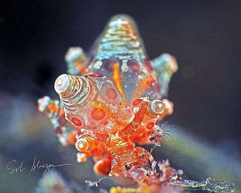 Eubranchus sp. About 6mm size, depth of 22 meters, Bali           Eubranchus,Eubranchus ocellatus,marine,marine animals,marine life,nudibranch