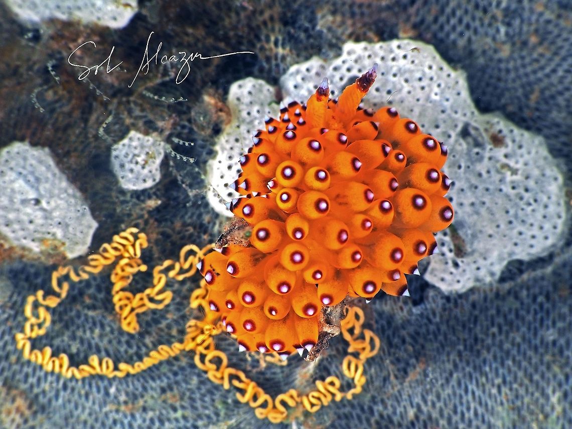Janolus savinkini laying eggs    Found in Bali, 22 meters depth, size is 10mm  Janolus savinkini,Purple-tipped janolus,marine animals,marine life,nudibranch
