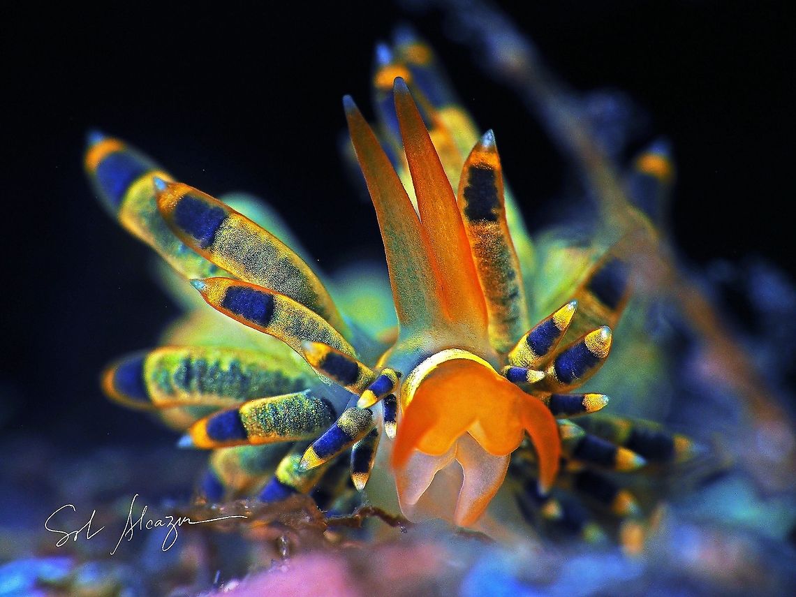 Trinchesia sp. Found in Bali, about 10mm size at depth of 25 meters Marine,Trinchesia sp.,marine animals,marine life,nudibranch
