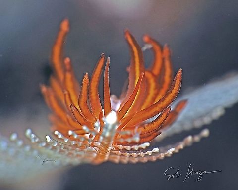 Trinchesia acinosa Size is 5mm, found in Bali at 26 meters depth  Marine,Trinchesia acinosa,marine animals,marine life,nudibranch,trinchesia acinosa