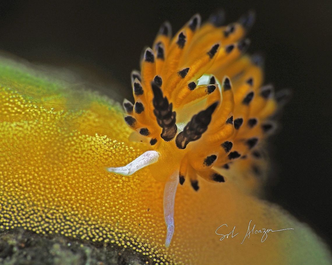 favorinus tsuruganus Size is 3mm,   depth of 20 meters, faound in Bali  Favorinus tsuruganus,Marine,marine animals,marine life,nudibranch