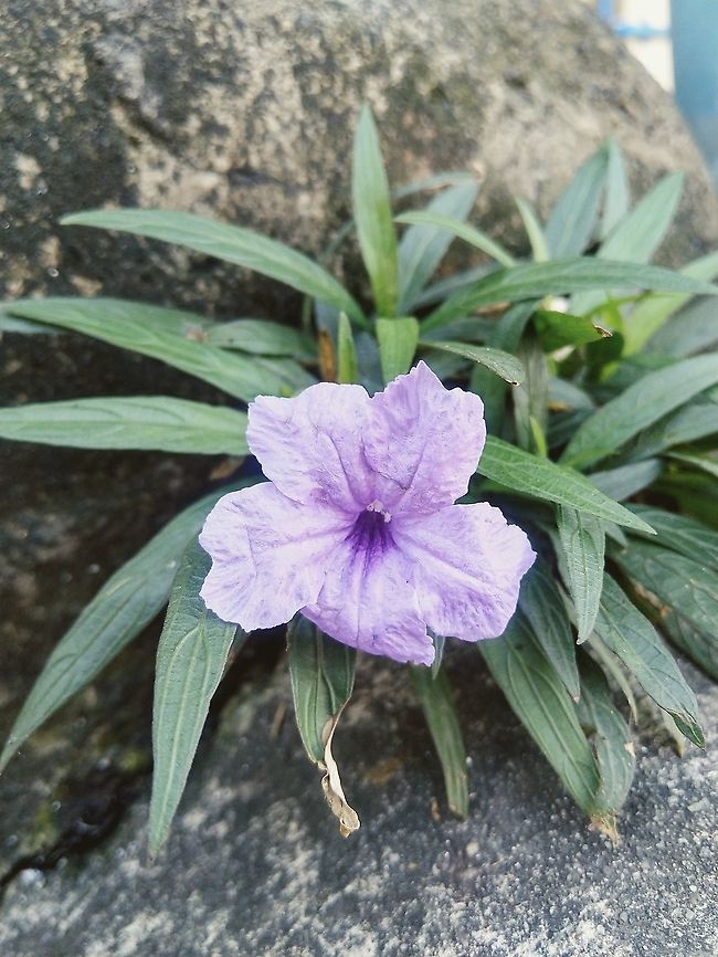 Mexican Petunia  Britton's wild petunia,Mexican Petunia,Ruellia simplex,flower