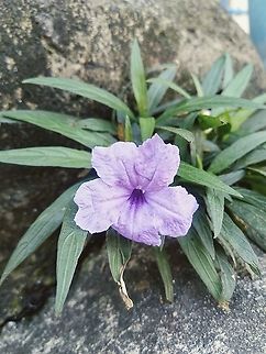 Mexican Petunia  Britton's wild petunia,Mexican Petunia,Ruellia simplex,flower
