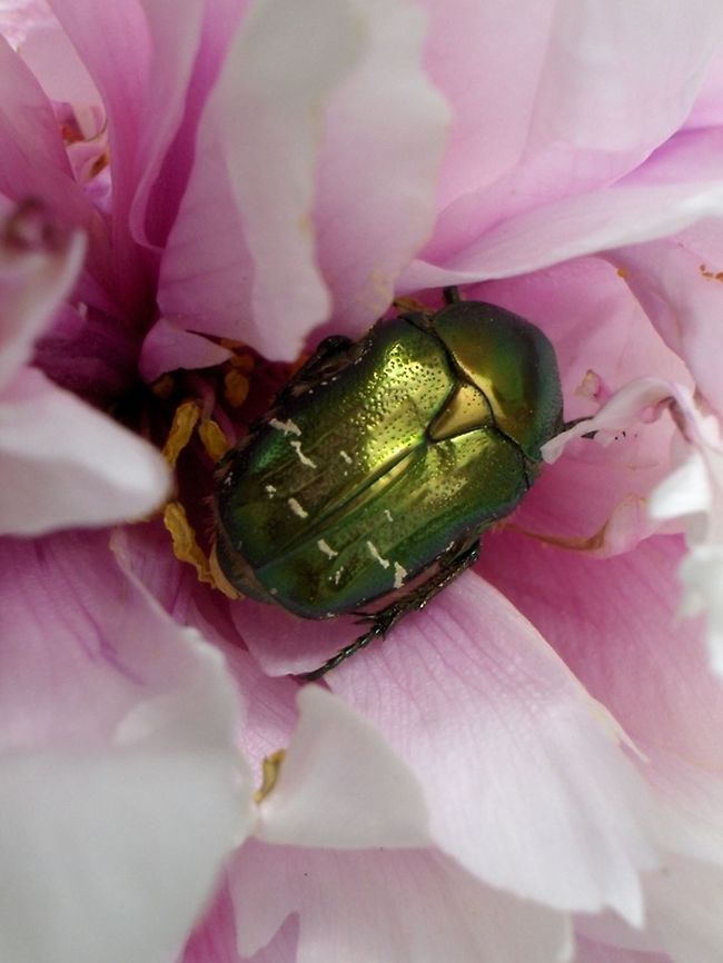 Cetonia_aurata  Cetonia aurata,Croatia,Geotagged,Rose chafer,Spring
