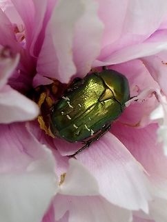 Cetonia_aurata  Cetonia aurata,Croatia,Geotagged,Rose chafer,Spring