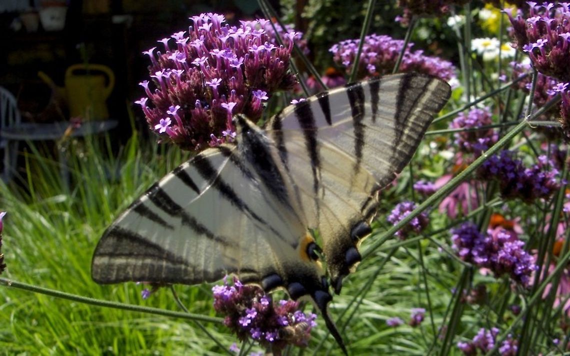 Iphiclides podalirius  Croatia,Fall,Geotagged,Iphiclides podalirius,Scarce Swallowtail