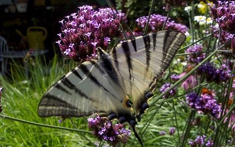 Iphiclides podalirius  Croatia,Fall,Geotagged,Iphiclides podalirius,Scarce Swallowtail