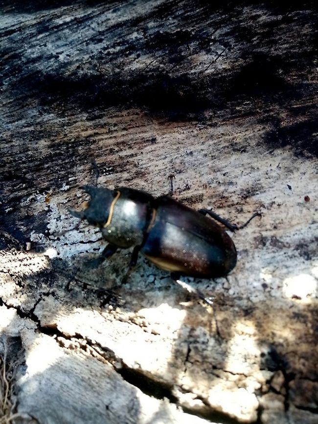 Lucanus_cervus_(1)  Croatia,Geotagged,Lucanus cervus,Stag beetle,Summer