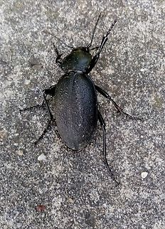 graz_fauna_(10)  Austria,Carabus coriaceus,Geotagged,Spring